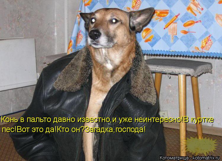 пес!Вот это да!Кто он?Загадка,господа! Конь в пальто давно известно,и уже неинтересно!В куртке... Котоматрица: пес!Вот это да!Кто он?Загадка,господа! Конь в пальто давно известно,и уже неинтересно!В куртке