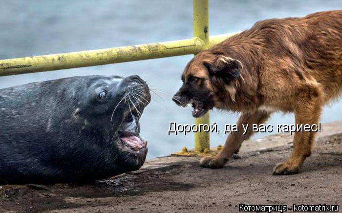 Дорогой, да у вас кариес!... Котоматрица: Дорогой, да у вас кариес!