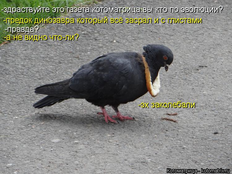 -здраствуйте это газета котоматрица.вы кто по эволюции? -предок динозавра который всё засрал и с глис... Котоматрица: -здраствуйте это газета котоматрица.вы кто по эволюции? -предок динозавра который всё засрал и с глистами -правда? -а не видно что-ли? -эх зако