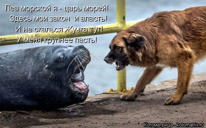 Лев морской я - царь морей! Здесь мои закон и власть! И не скалься Жучка тут! У меня крупнее пасть!... Котоматрица: Лев морской я - царь морей! Здесь мои закон и власть! И не скалься Жучка тут! У меня крупнее пасть!
