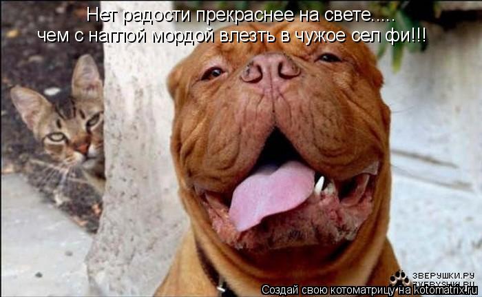 Нет радости прекраснее на свете..... чем с наглой мордой влезть в чужое сел фи!!!... Котоматрица: Нет радости прекраснее на свете..... чем с наглой мордой влезть в чужое сел фи!!!