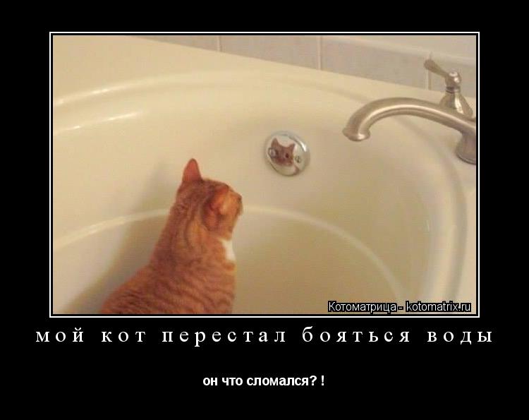 мой кот перестал бояться воды он что сломался? !... Котоматрица: мой кот перестал бояться воды он что сломался? !