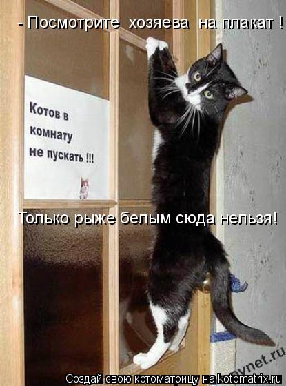 - Посмотрите хозяева на плакат ! Только рыже белым сюда нельзя!... Котоматрица: - Посмотрите хозяева на плакат ! Только рыже белым сюда нельзя!