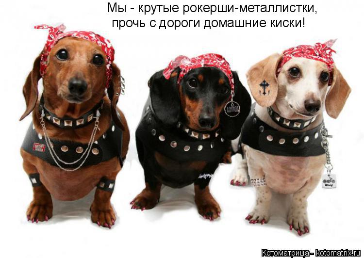 Мы - крутые рокерши-металлистки, прочь с дороги домашние киски!... Котоматрица: Мы - крутые рокерши-металлистки, прочь с дороги домашние киски!