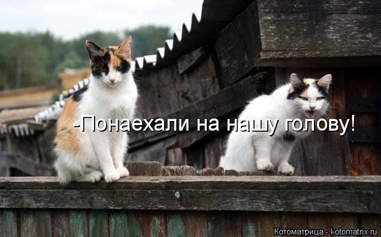 -Понаехали на нашу голову!... Котоматрица: -Понаехали на нашу голову!