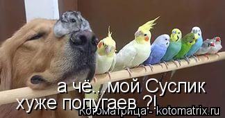 хуже попугаев ?! а чё...мой Суслик... Котоматрица: хуже попугаев ?! а чё...мой Суслик