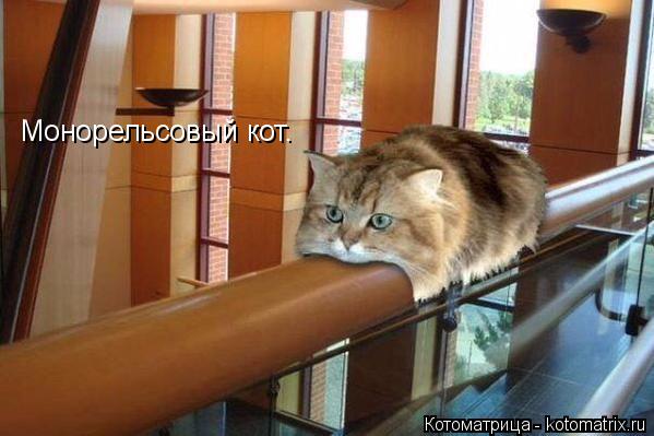Монорельсовый кот.... Котоматрица: Монорельсовый кот.