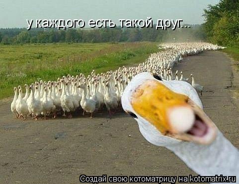 у каждого есть такой друг...... Котоматрица: у каждого есть такой друг...