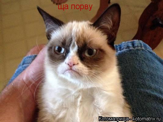ща порву... Котоматрица: ща порву