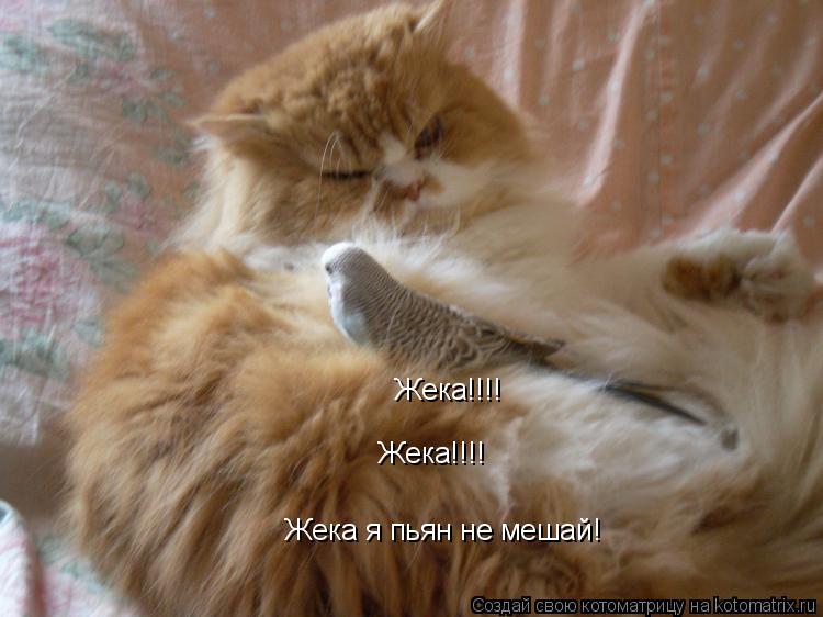 Жека я пьян не мешай! Жека Жека!!!! Жека!!!!... Котоматрица: Жека я пьян не мешай! Жека Жека!!!! Жека!!!!