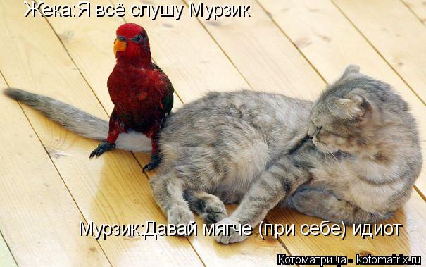 Мурзик:Давай мягче (при себе) идиот Мурзик:Давай мягче (при себе) идиот Жека:Я всё слушу Мурзик Жека:... Котоматрица: Мурзик:Давай мягче (при себе) идиот Мурзик:Давай мягче (при себе) идиот Жека:Я всё слушу Мурзик Жека:Я всё слушу Мурзик