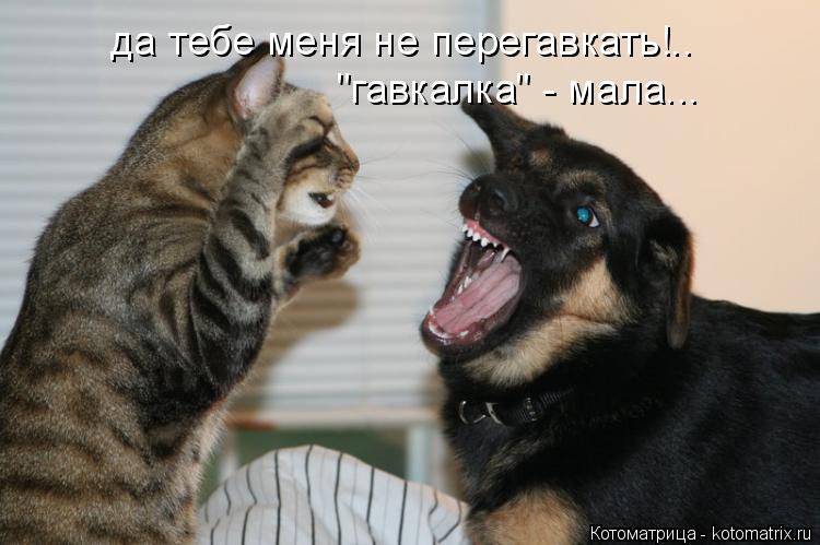 да тебе меня не перегавкать!.. "гавкалка" - мала...... Котоматрица: да тебе меня не перегавкать!.. "гавкалка" - мала...