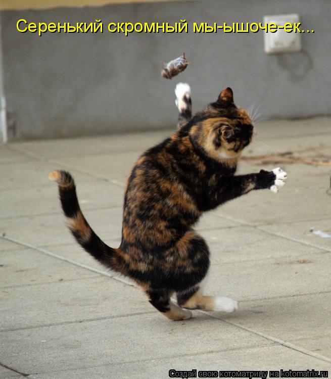 Серенький скромный мы-ышоче-ек...... Котоматрица: Серенький скромный мы-ышоче-ек...