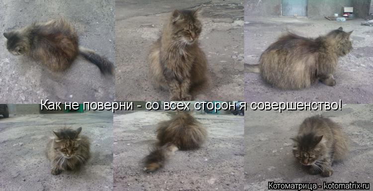 Как не поверни - со всех сторон я совершенство!... Котоматрица: Как не поверни - со всех сторон я совершенство!