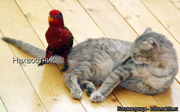 Нахвостник.... Котоматрица: Нахвостник.