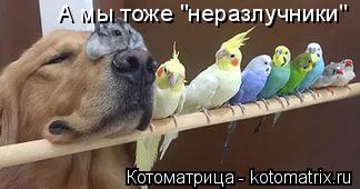 А мы тоже "неразлучники"... Котоматрица: А мы тоже "неразлучники"
