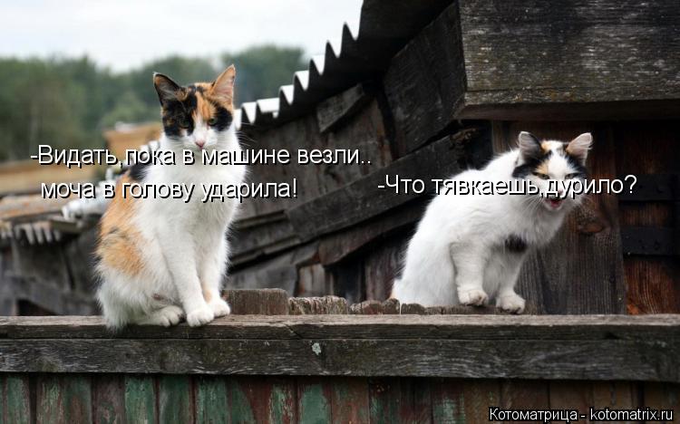 -Что тявкаешь,дурило? -Видать,пока в машине везли.. моча в голову ударила!... Котоматрица: -Что тявкаешь,дурило? -Видать,пока в машине везли.. моча в голову ударила!