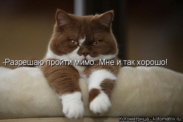 -Разрешаю пройти мимо..Мне и так хорошо!... Котоматрица: -Разрешаю пройти мимо..Мне и так хорошо!