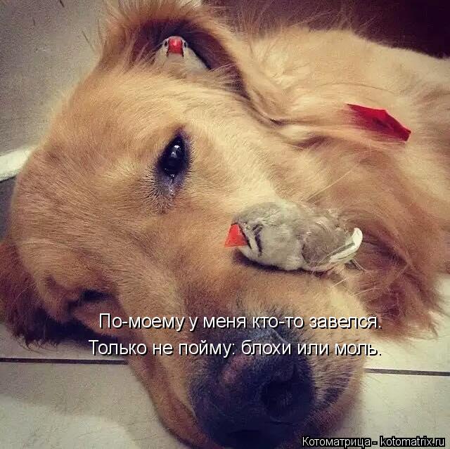 По-моему у меня кто-то завелся. Только не пойму: блохи или моль.... Котоматрица: По-моему у меня кто-то завелся. Только не пойму: блохи или моль.