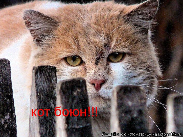 кот боюн!!!... Котоматрица: кот боюн!!!