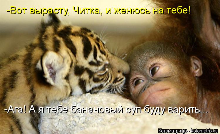 -Вот вырасту, Читка, и женюсь на тебе! -Ага! А я тебе банановый суп буду варить...... Котоматрица: -Вот вырасту, Читка, и женюсь на тебе! -Ага! А я тебе банановый суп буду варить...