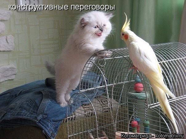 конструктивные переговоры... Котоматрица: конструктивные переговоры