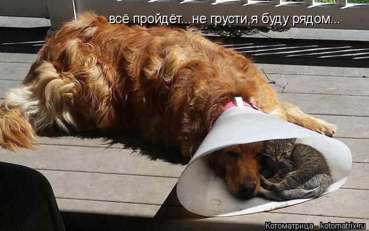 всё пройдёт...не грусти,я буду рядом...... Котоматрица: всё пройдёт...не грусти,я буду рядом...