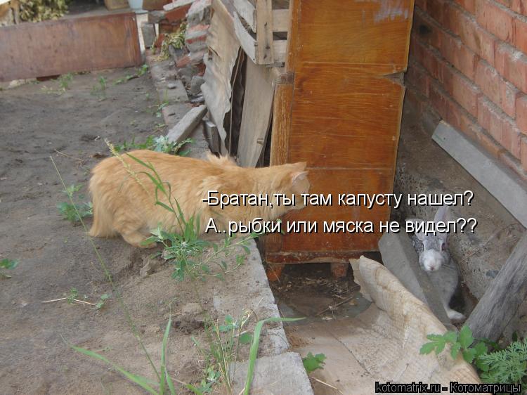 -Братан,ты там капусту нашел? А..рыбки или мяска не видел??... Котоматрица: -Братан,ты там капусту нашел? А..рыбки или мяска не видел??