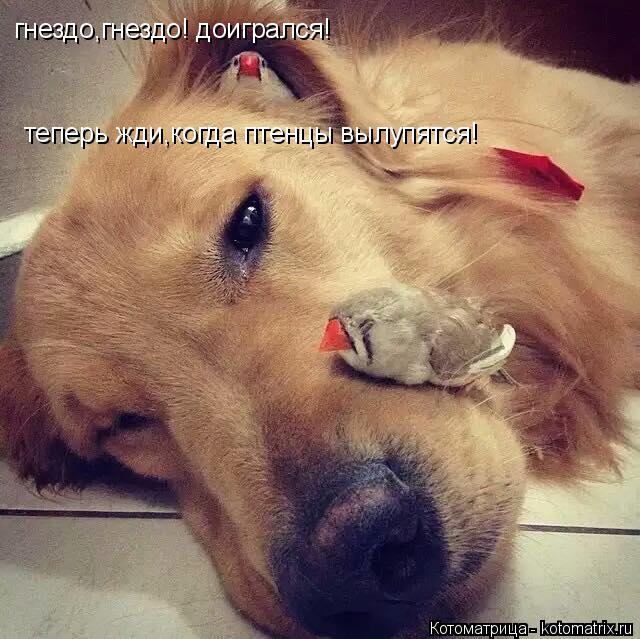 гнездо,гнездо! доигрался! теперь жди,когда птенцы вылупятся!... Котоматрица: гнездо,гнездо! доигрался! теперь жди,когда птенцы вылупятся!