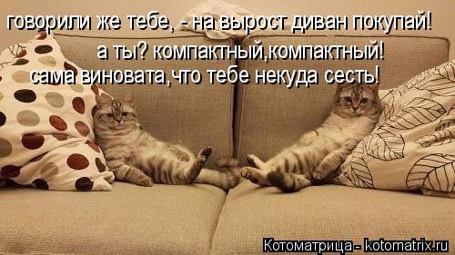 говорили же тебе, - на вырост диван покупай! сама виновата,что тебе некуда сесть! а ты? компактный,ко... Котоматрица: говорили же тебе, - на вырост диван покупай! сама виновата,что тебе некуда сесть! а ты? компактный,компактный!