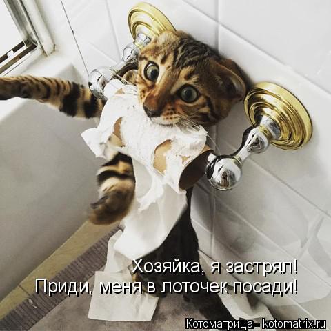 Хозяйка, я застрял! Приди, меня в лоточек посади!... Котоматрица: Хозяйка, я застрял! Приди, меня в лоточек посади!
