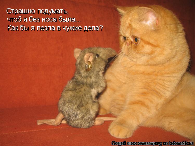 Страшно подумать, чтоб я без носа была... Как бы я лезла в чужие дела?... Котоматрица: Страшно подумать, чтоб я без носа была... Как бы я лезла в чужие дела?