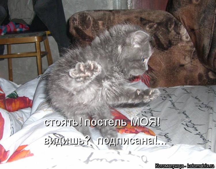 стоять! постель МОЯ! видишь? подписана!...... Котоматрица: стоять! постель МОЯ! видишь? подписана!...