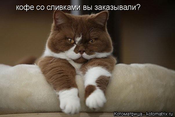 кофе со сливками вы заказывали?... Котоматрица: кофе со сливками вы заказывали?