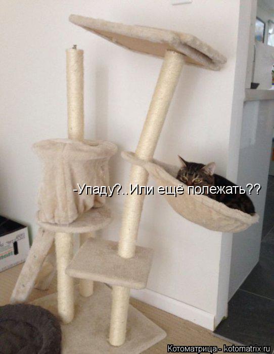 -Упаду?..Или ещё полежать??... Котоматрица: -Упаду?..Или ещё полежать??