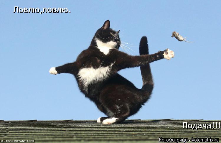 Подача!!! Ловлю,ловлю.... Котоматрица: Подача!!! Ловлю,ловлю.
