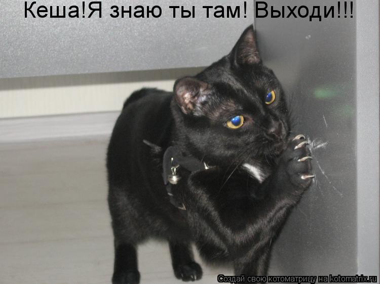 Кеша!Я знаю ты там! Выходи!!!... Котоматрица: Кеша!Я знаю ты там! Выходи!!!