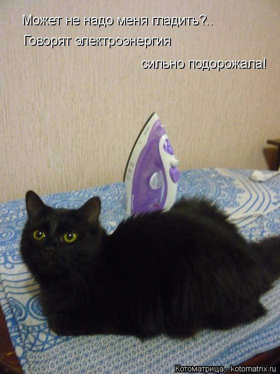 Может не надо меня гладить?.. Говорят электроэнергия сильно подорожала!... Котоматрица: Может не надо меня гладить?.. Говорят электроэнергия сильно подорожала!