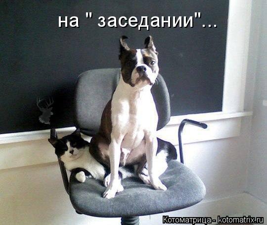 на " заседании"...... Котоматрица: на " заседании"...