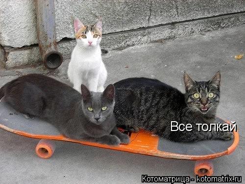 Все толкай... Котоматрица: Все толкай