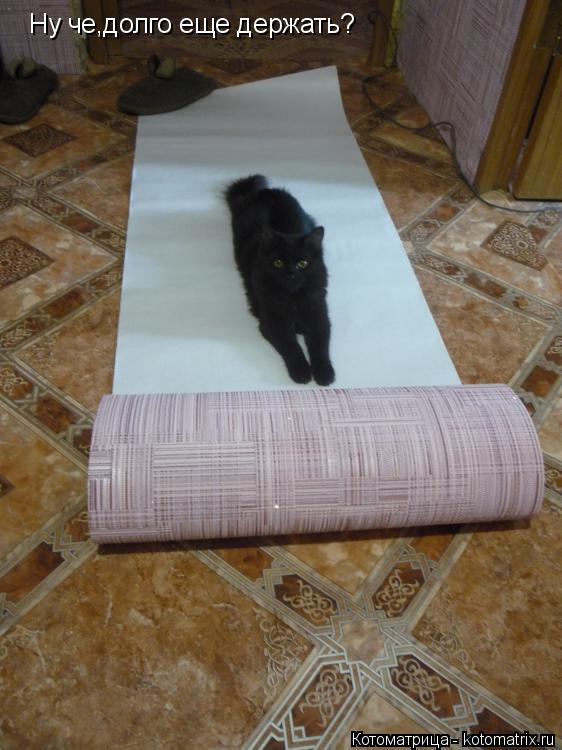 Ну че,долго еще держать?... Котоматрица: Ну че,долго еще держать?