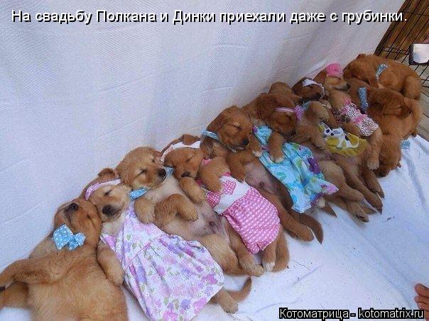 На свадьбу Полкана и Динки приехали даже с грубинки.... Котоматрица: На свадьбу Полкана и Динки приехали даже с грубинки.