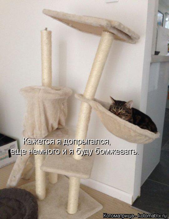 Кажется я допрыгался, еще немного и я буду бомжевать.... Котоматрица: Кажется я допрыгался, еще немного и я буду бомжевать.