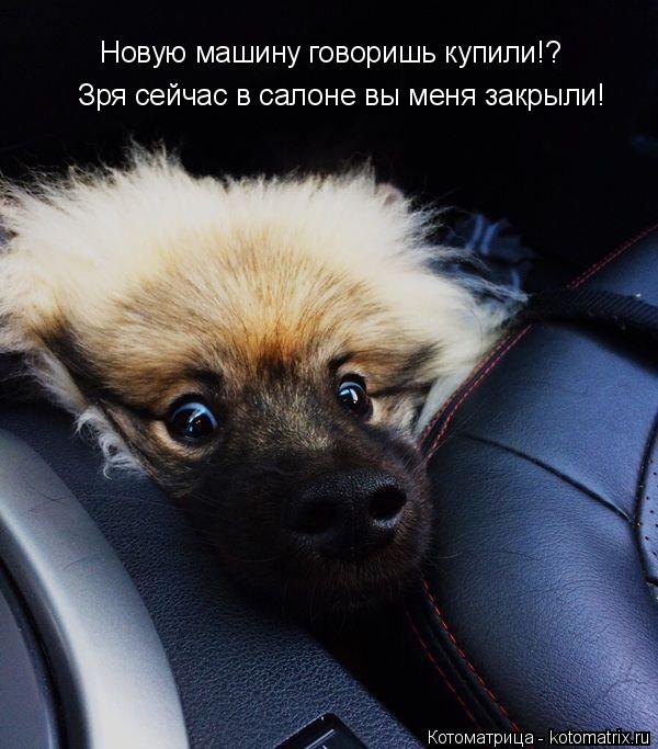 Зря сейчас в салоне вы меня закрыли! Новую машину говоришь купили!?... Котоматрица: Зря сейчас в салоне вы меня закрыли! Новую машину говоришь купили!?