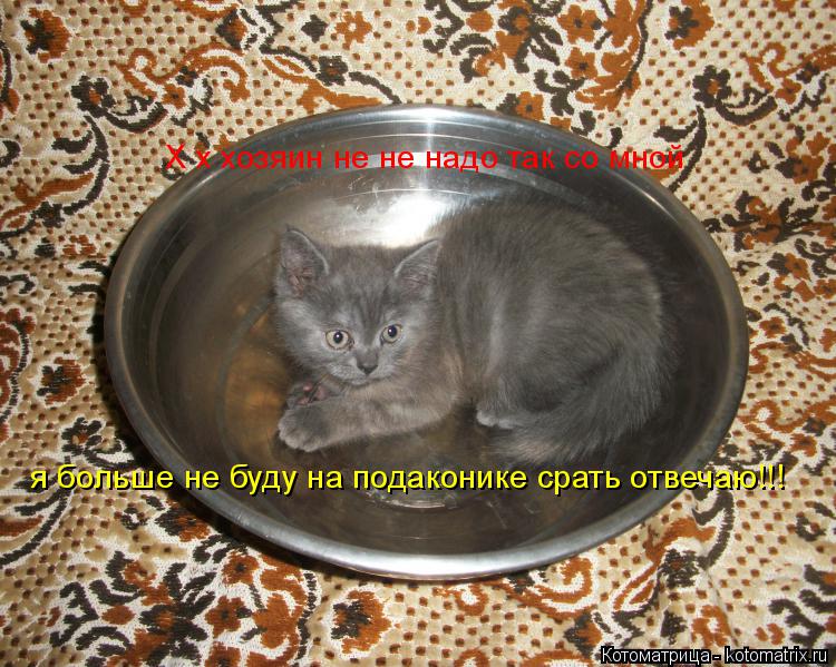 Х х хозяин не не надо так со мной я больше не буду на подаконике срать отвечаю!!!... Котоматрица: Х х хозяин не не надо так со мной я больше не буду на подаконике срать отвечаю!!!