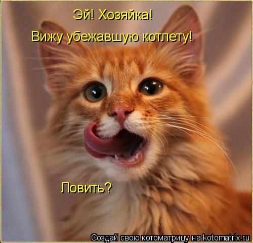 Эй! Хозяйка! Вижу убежавшую котлету! Ловить?... Котоматрица: Эй! Хозяйка! Вижу убежавшую котлету! Ловить?