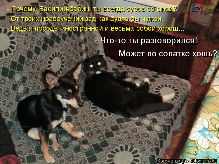 - Почему, Василий-барин, ты всегда суров со мной? От твоих нравоучений зад как будто бы чужой. Ведь я... Котоматрица: - Почему, Василий-барин, ты всегда суров со мной? От твоих нравоучений зад как будто бы чужой. Ведь я породы иностранной и весьма собой хорош