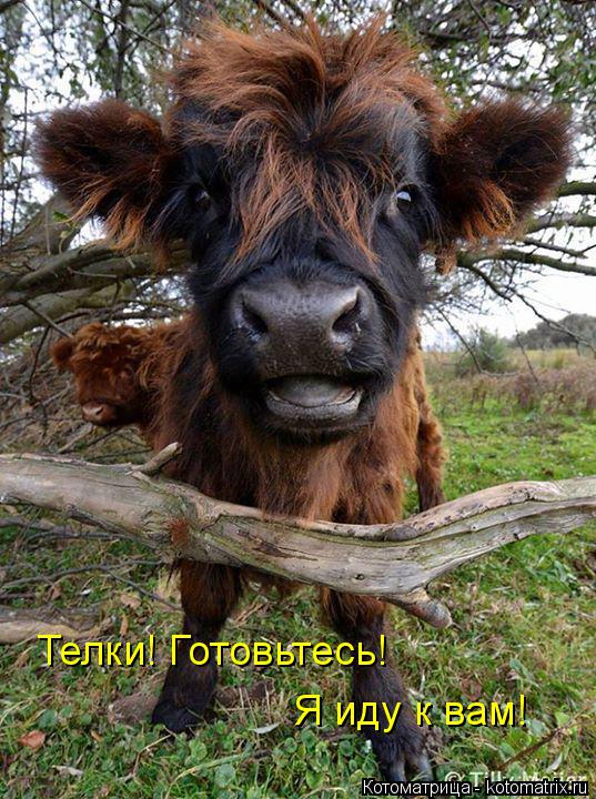 Телки! Готовьтесь! Я иду к вам!... Котоматрица: Телки! Готовьтесь! Я иду к вам!