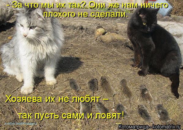 - За что мы их так? Они же нам ничего плохого не сделали. Хозяева их не любят – так пусть сами и лов... Котоматрица: - За что мы их так? Они же нам ничего плохого не сделали. Хозяева их не любят – так пусть сами и ловят!