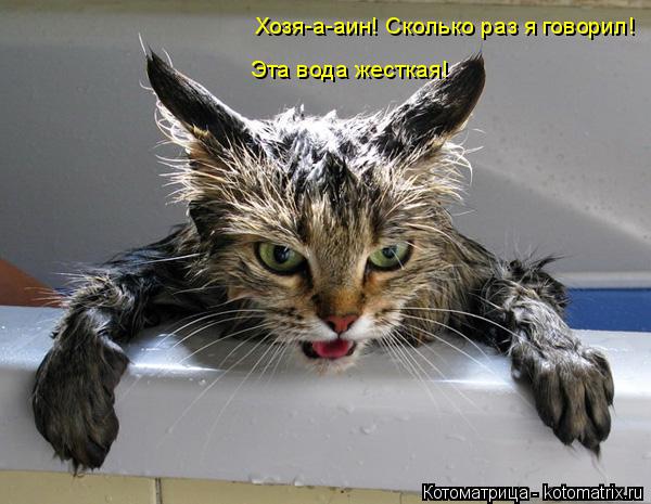 Хозя-а-аин! Сколько раз я говорил! Эта вода жесткая!... Котоматрица: Хозя-а-аин! Сколько раз я говорил! Эта вода жесткая!